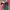 Y2K Windbreaker Pria Multicolor