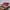 Nike Sportswear Sneakers Wanita burgundy pink photo 2