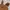 Carhartt Streetwear Casual Baju bayi Kids brown photo 7