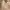 LAINE Casual Formal shirt Pria orange photo 6