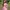 Fairy Coquette Summer dress Wanita pink photo 4