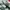 Adidas Indie Casual Sneakers Pria white green photo 2