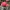 Casual Hat Pria pink photo 4