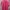 Casual T-shirt Wanita pink photo 1