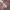 Fairy Coquette Midi dress Wanita pink photo 3