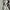 Tommy Hilfiger Gorpcore Sportswear Fleece Pria White