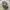 Dickies Vintage Streetwear Casual pants Pria khaki photo 6
