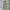 Dickies Vintage Streetwear Casual pants Pria khaki photo 1