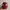 Biker Hat Pria Burgundy
