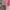 The North Face Gorpcore T-shirt Pria pink photo 5