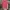 The North Face Gorpcore T-shirt Pria pink photo 1