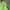 Stussy Streetwear Hoody Pria green photo 4