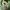 Stussy Streetwear Hoody Pria green photo 6