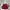 Stone Island Casual Sweatshirt Pria Burgundy Red