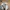 Adidas Vintage Streetwear Hat Pria tan photo 7