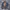 Levi's Vintage Denim Jacket Pria Navy Red