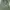 PALACE Casual Hoody Pria green photo 4