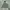 PALACE Casual Hoody Pria green photo 1
