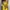 TapOut Vintage Y2K T-shirt Pria yellow photo 1