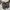 New Balance Sportswear Casual Sneakers Wanita gray photo 4