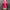 Issey Miyake Vintage Y2K Blouse Wanita pink photo 5