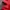Dickies Gorpcore Puffer jacket Pria red photo 5