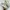 New Balance Casual Sneakers Wanita cream photo 3
