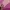 Victoria’s Secret Luxury Casual Wallet Wanita multicolor pink photo 3