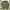 Columbia Casual Polo shirt Pria green photo 1