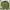 Columbia Casual Polo Shirt Pria Green