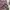 Pierre Cardin Casual Polo shirt Pria burgundy photo 3