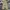 Dickies Streetwear Casual Casual pants Pria brown photo 4