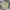 Dickies Streetwear Casual Casual pants Pria khaki photo 1