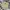 Dickies Streetwear Casual Casual Pants Pria Khaki