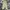 Dickies Streetwear Casual Casual pants Pria khaki photo 4