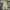 Dickies Streetwear Casual Casual pants Pria khaki photo 5