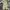 Dickies Streetwear Casual Casual pants Pria khaki photo 4