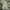 Dickies Streetwear Casual Casual pants Pria khaki photo 4