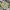 Dickies Streetwear Casual Casual pants Pria khaki photo 1