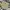 Dickies Streetwear Casual Casual Pants Pria Khaki