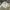 Dickies Streetwear Casual Casual pants Pria khaki photo 7