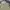 Dickies Streetwear Casual Casual pants Pria khaki photo 3