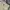 Dickies Streetwear Casual Casual pants Pria khaki photo 2