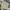 Dickies Streetwear Casual Casual pants Pria khaki photo 1