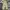 Dickies Streetwear Casual Casual pants Pria khaki photo 4