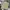 Dickies Streetwear Casual Casual pants Pria khaki photo 1