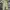 Dickies Streetwear Casual Casual pants Pria khaki photo 5