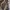Adidas Sportswear Sneakers Wanita gray photo 1