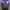 Vintage Sportswear Windbreaker Pria purple gray photo 2