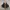 Dickies Casual Sneakers Pria black photo 4